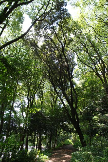 見上げる木々が心地よい。