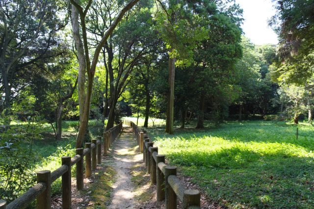 そちらへ少し進むと平らな緑の小道。