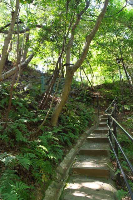 森の階段を登ります。