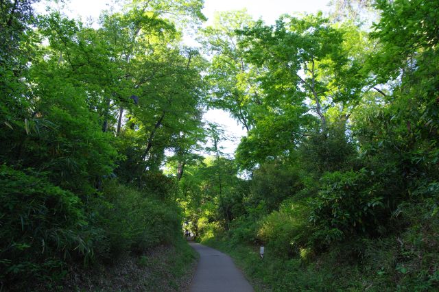 切通のような緩やかな坂道で緑が溢れます。