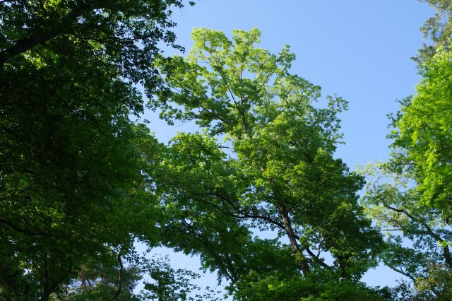 頭上を覆う木々。