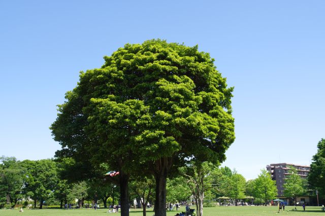 広場に見られる大きな緑の木。周囲で遊んだりシートで憩う人たちの姿も。
