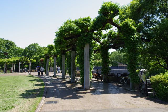 ここからノウゼンカズラの棚。