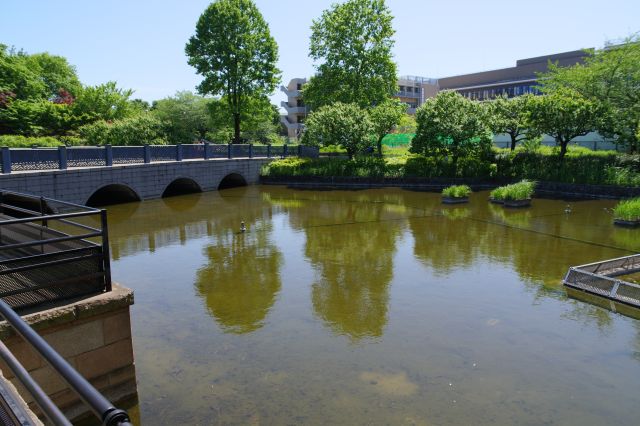 右には武蔵の池があります。