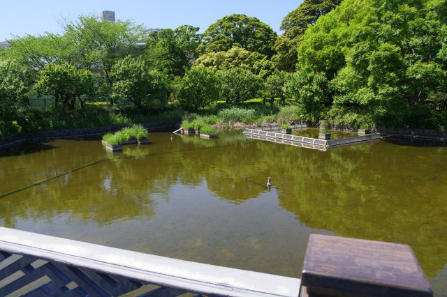 武蔵の池（右）。