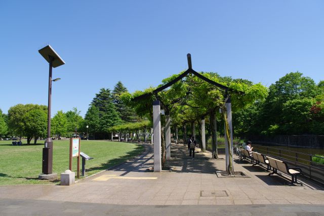 次は藤棚が始まります。