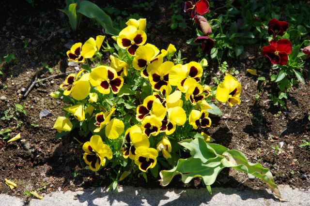 色鮮やかな花。