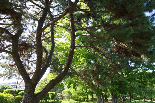 頭上には所々に木々。自然の香りの心地よさ。