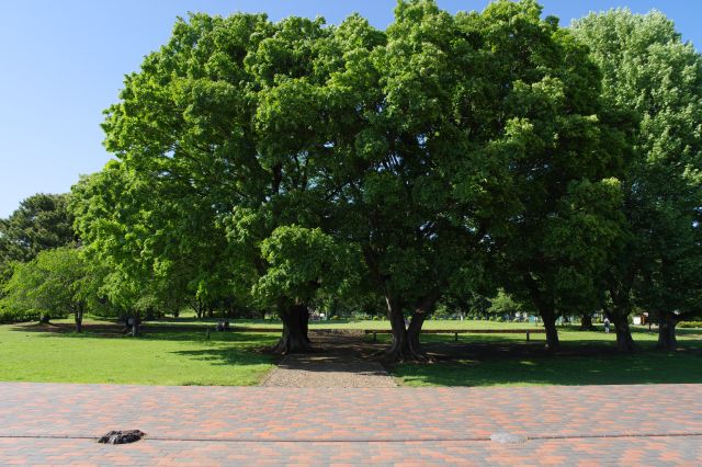 金堂から望む講堂方面。