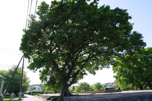 金堂裏手にある大きな木。