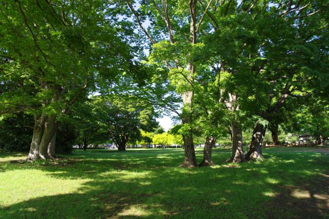 左手の七重塔跡の区画、土に木々が生い茂り緑豊かで自然の公園的。