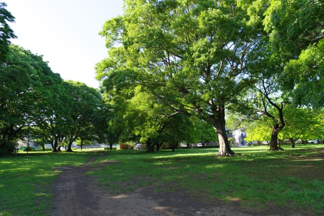 七重塔跡側へ、講堂エリアより自然感のある空間。