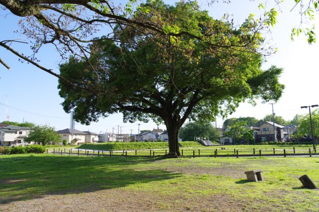中央部の1本の大きな木が印象的。