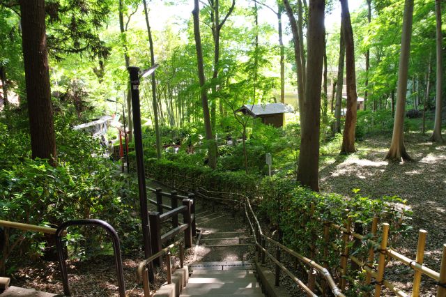 国分寺崖線の心地よい森の階段を下ります。