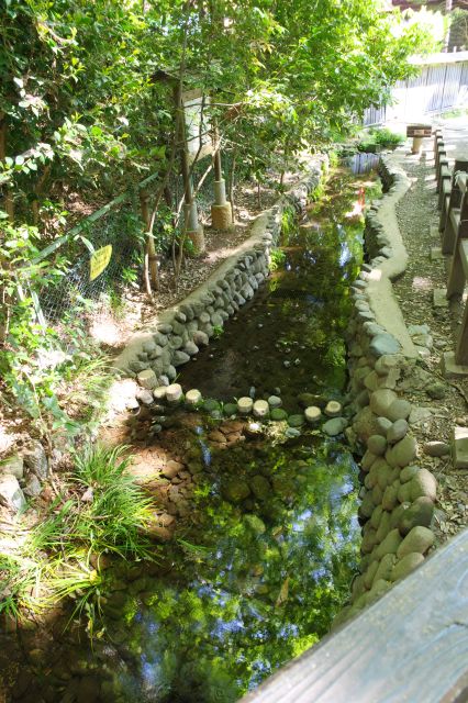 湧水の流れが見え始めます。