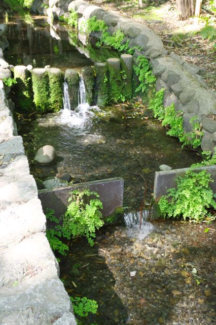 透明な湧水が流れていく。