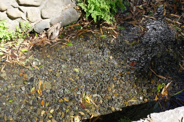 透明できれいな水。