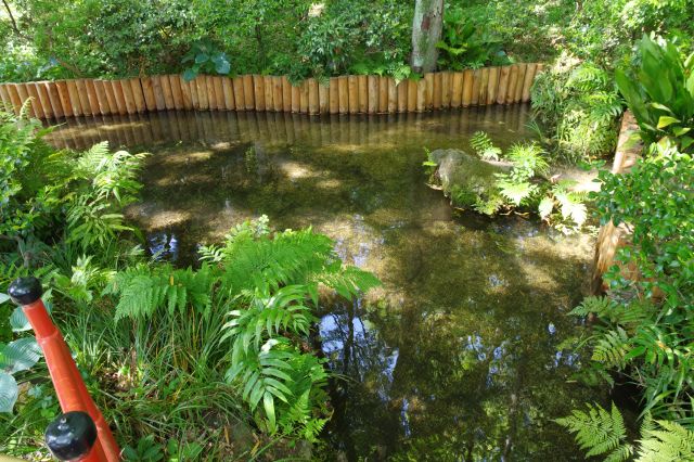 きれいな池の水と緑。