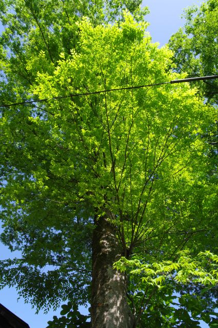 頭上に大きなケヤキの木。