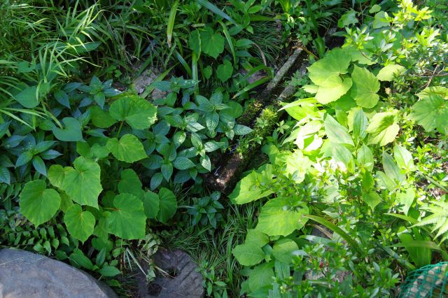 潤いのある美しい緑の群れ。