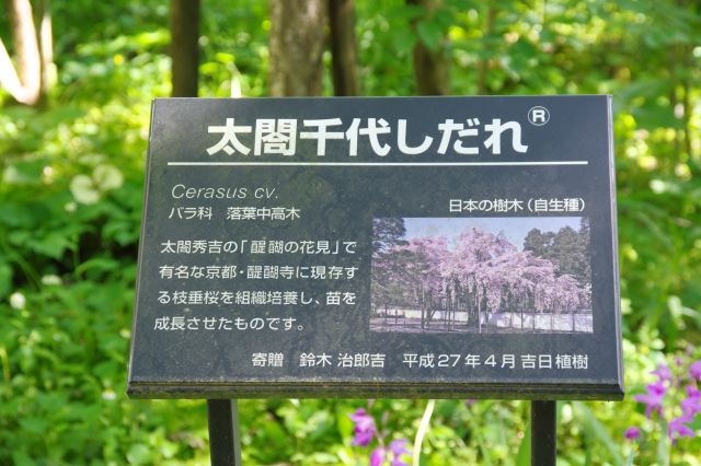 太閤千代しだれの解説。