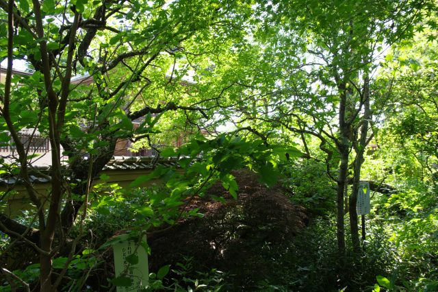 奥の塀側へ、日陰でも心地よい。