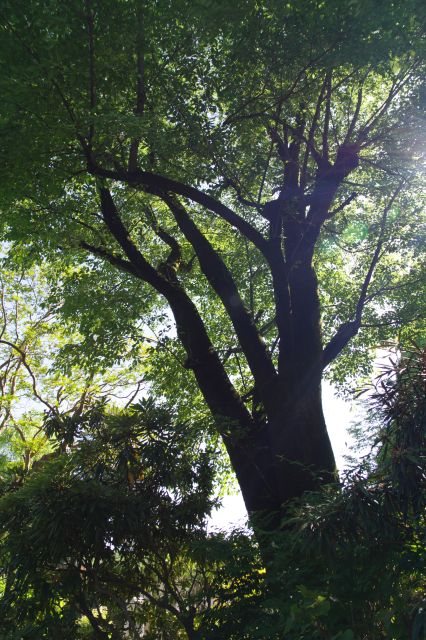 立派な巨木を見上げる。