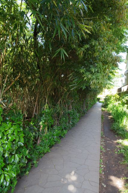 住宅と木々に挟まれた狭い路地です。