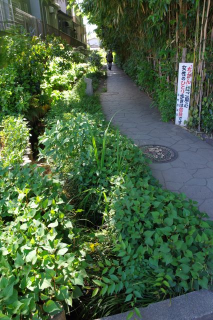 小さな水路を跨ぐ橋より。