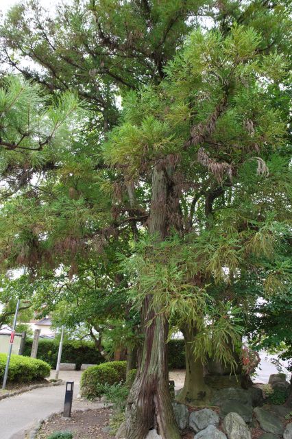 道は大きな木に突き当り左に回り込む。
