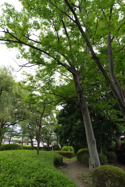 緑豊かな小路沿いを進みます。