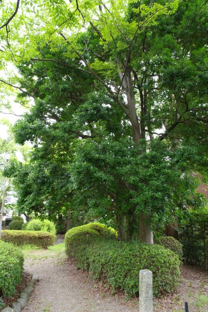 石碑と頭上の木々。