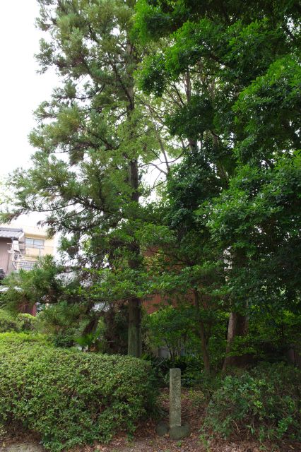 石碑と頭上の木々。