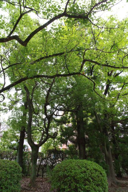 豊かな木々。ここまで静かに歴史を伝える。