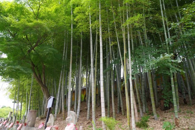 寺の塀沿いに豊かな竹林が続く。