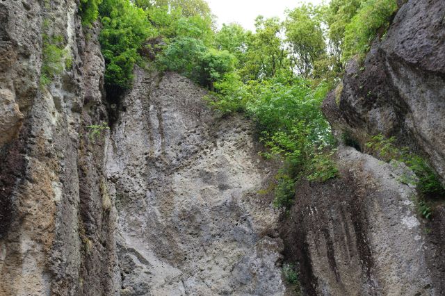 岩の上には緑。