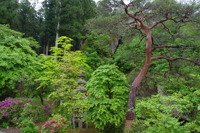 豊かな植物が美しい。