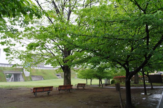 公園らしい雰囲気。木は桜のようです。