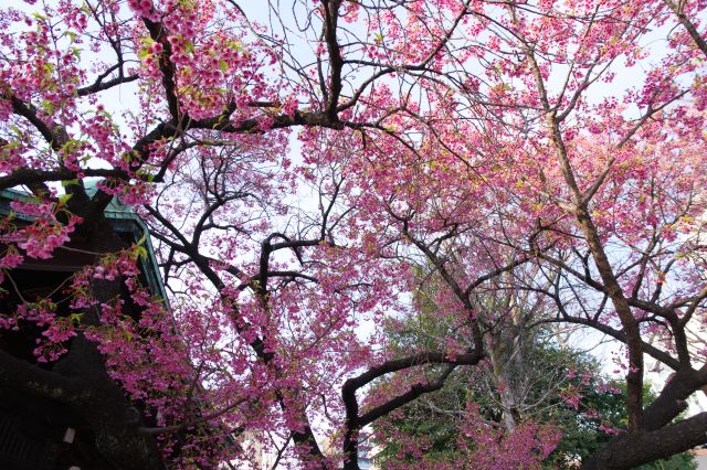 名物の寒緋桜がちょうど咲いていました。