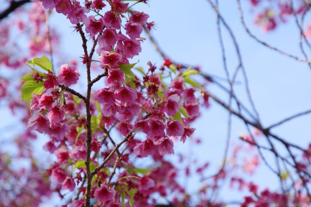 色後濃くてきれいな花です。