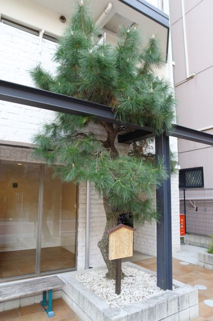 マンションの手前に松の木がありました。