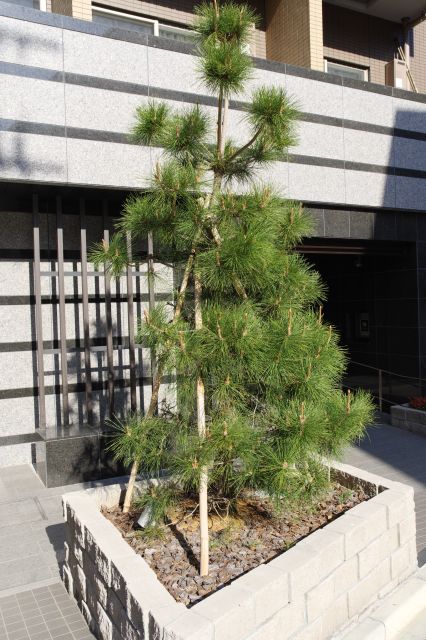 ここにもマンション前に松の木。