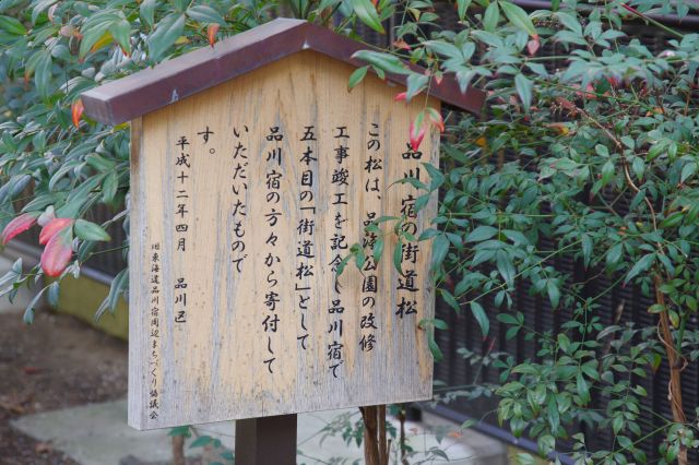 「品川宿の街道松」の立札。