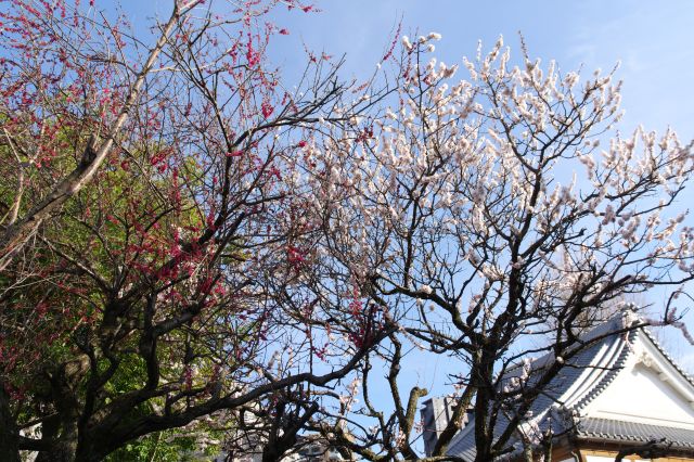 塀の先では梅が咲いています。