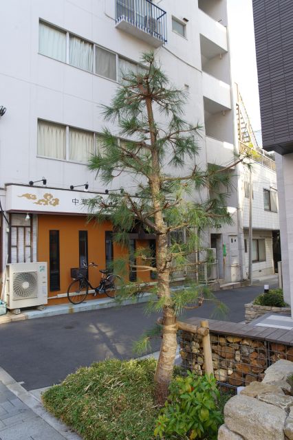 ここにも松の木がありました。