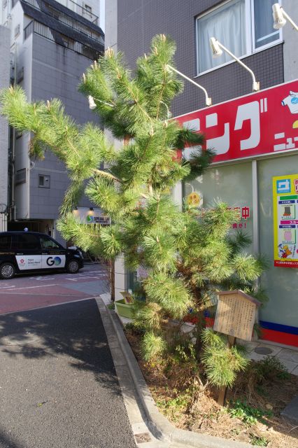 角のお店の前に松の木がありました。