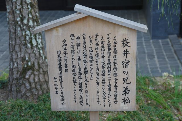 「袋井宿の兄弟松」。